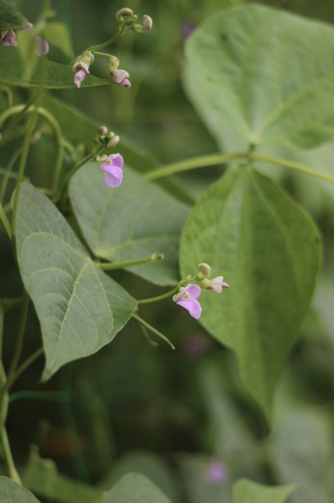 Producteurs locaux Aix-en-Provence