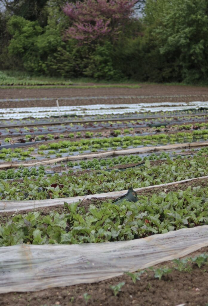 Producteurs locaux Aix-en-Provence